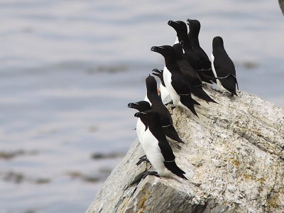 Petits Pingouins - Razorbill 
