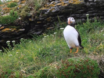 Macareux Moine - Atlantic Puffin