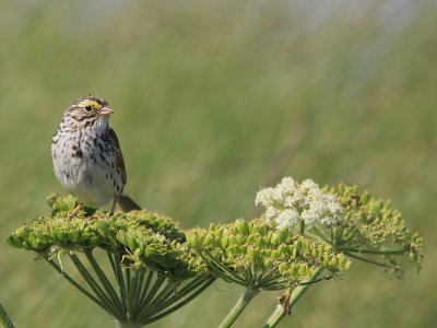 Bruant des Prs - Savannah Sparrow