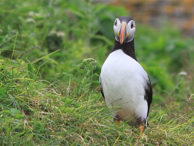 Macareux moine - Atlantic puffin