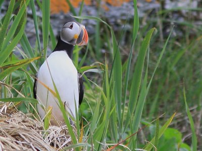 Macareux moine - Atlantic puffin