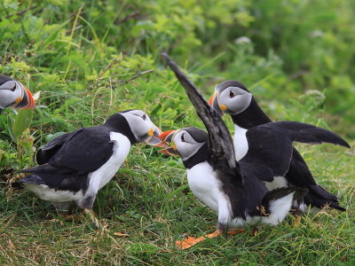 Macareux Moine - Atlantic Puffins