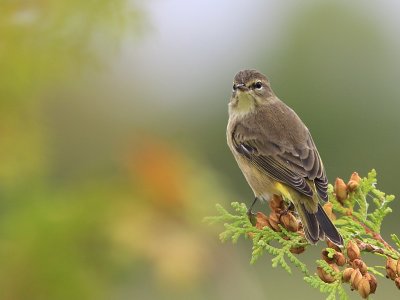 Paruline a couronne rousse  - Palm Warbler