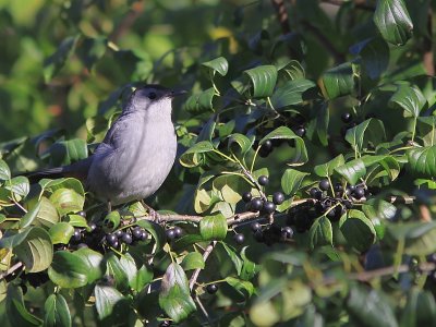 moqueur Chat - Gray Catbird 