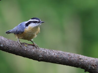 Sitelle a Poitrine Rousse - Red-Breasted Nuthatch  