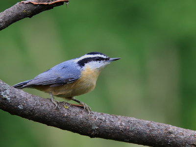 Sitelle a Poitrine Rousse - Red Breasted Nuthatch