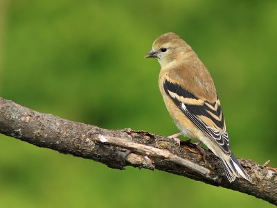 Chardonneret  Jaune - American Goldfinch   