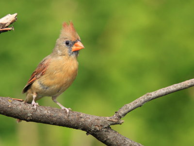Cardinal Rouge - Northern Cardinal 