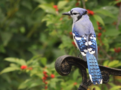 Geai Bleu - Blue Jay 