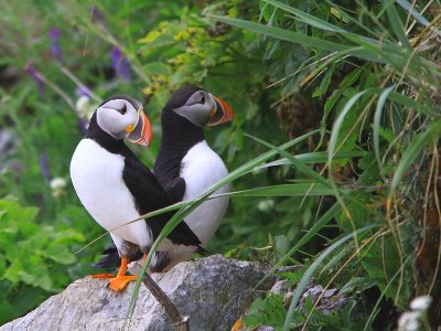 Macareux Moine - Atlantic Puffins