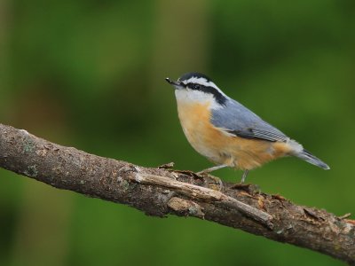 Sitelle a Poitrine Rousse - Red-Breasted Nuthatch