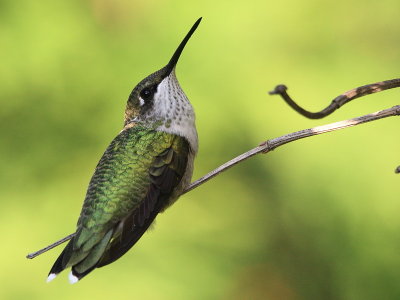 Colibri a gorge rubis - Ruby-throated Hummingbird  