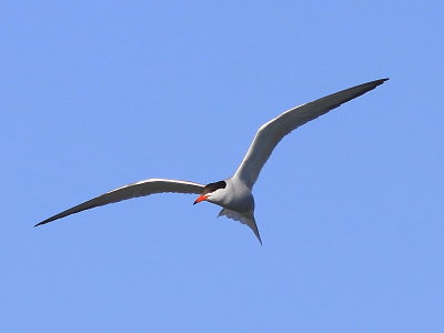 Sterne Pierregarin - Common TerN 