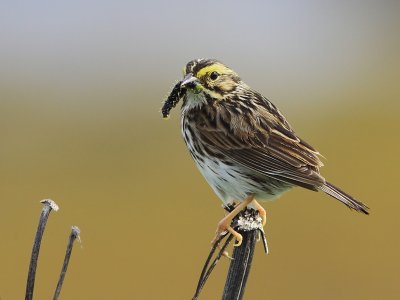 Bruant des Prs -  Savannah Sparrow 