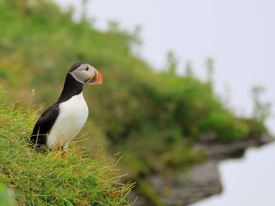Macareux Moine - Atlantic Puffin