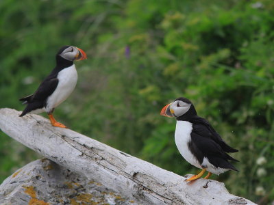 Macareux Moine - Atlantic Puffin  