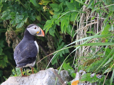 Macareux Moine - Atlantic Puffin 