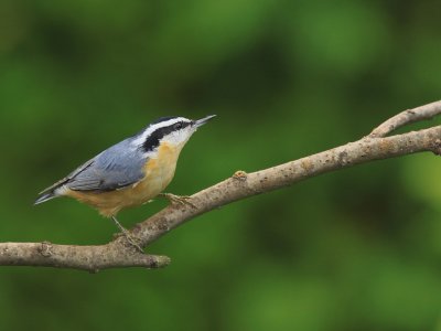 Sitelle a poitrine rousse - Red-breasted Nuthatch 