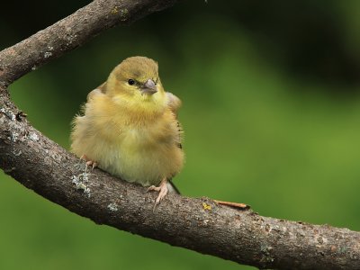 Chardonneret Jaune - American Goldfinch 
