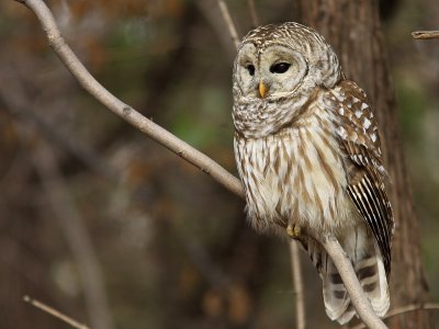 Chouette Raye- Barred Owl 