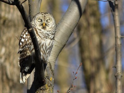 Chouette Raye - Barred Owl  