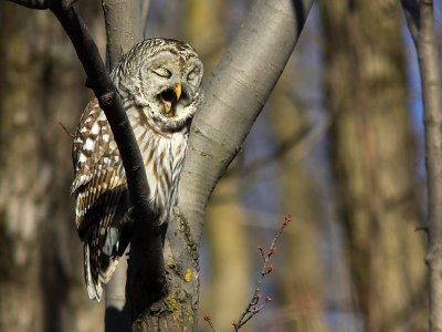 Chouette Raye - Barred Owl 