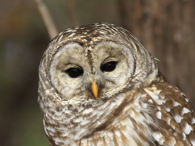 Chouette raye - Barred Owl 