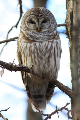 Chouette Raye - Barred Owl 