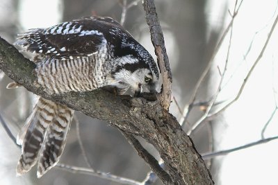 Chouette perviere - Northern Hawk Owl 
