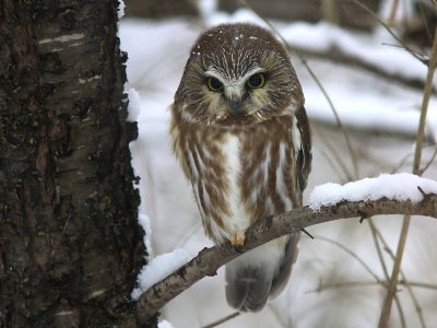 Petite Nyctale - Northern Saw-whet Owl  