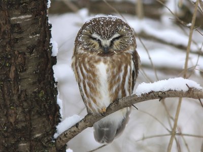 Petite Nyctale - Northern Saw-whet Owl 