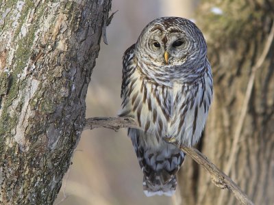 Chouette Raye - Barred Owl 