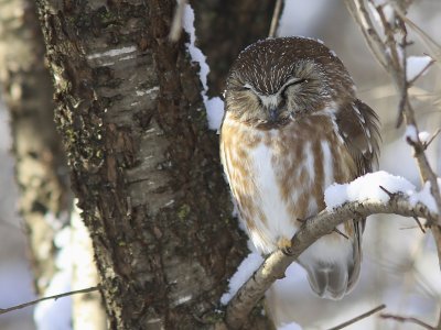 Petite Nyctale - Northern saw-whet Owl 