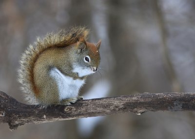 cureuil - Squirrel  