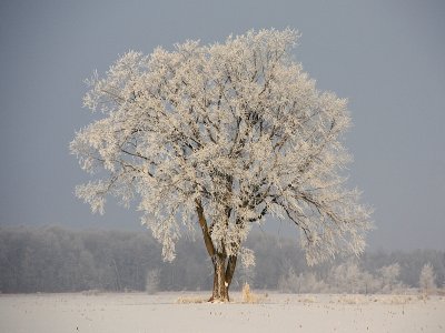 Paysage hivernal - Winter scenery