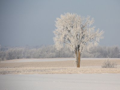 Paysage Hivernal - Winter scenery 