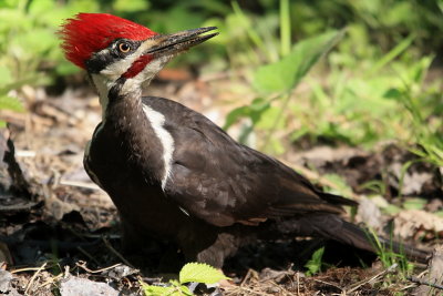 Grand-Pic - Pileated Woodpecker 
