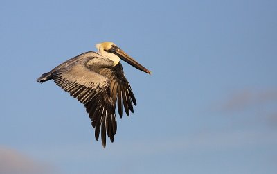 Pelican Brun - Brown Pelican 