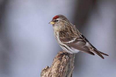 Sizerin Flamm - Common Redpoll