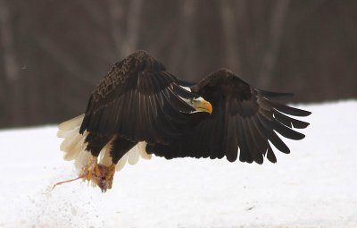 Pygargue - Bald Eagle