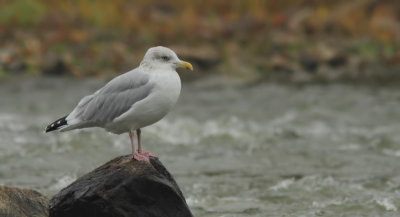 Goeland Argenté - Herring Gull