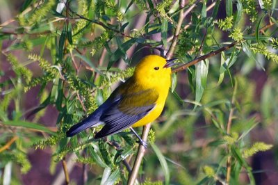 Prothonotary Warbler