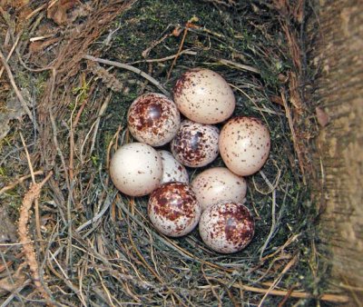 Prothonotary Warbler Nest with 9 eggs.