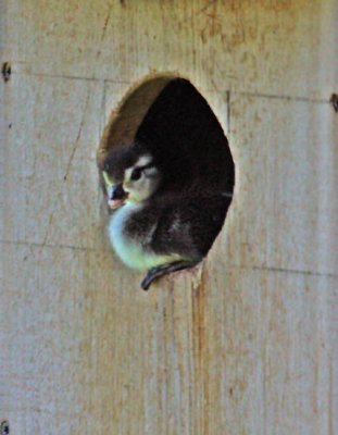 Wood Duck young