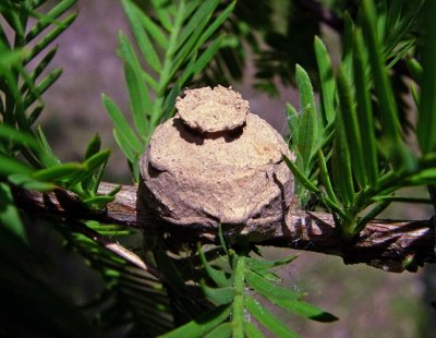 Potter Wasp's nest