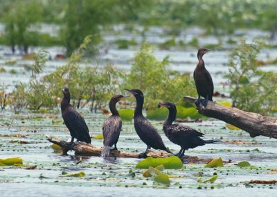 Neotropic Cormorants