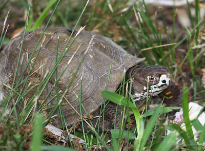 Three-toed Box Turtle