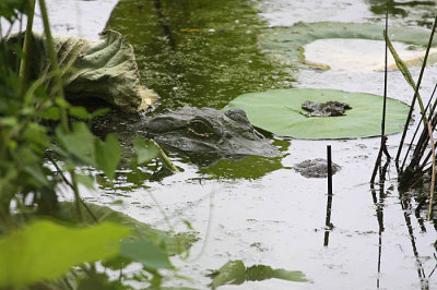 American Alligator