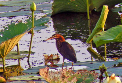 Green Heron