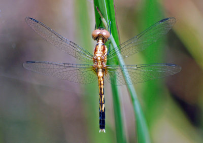 Little-blue Dragonlet - immature